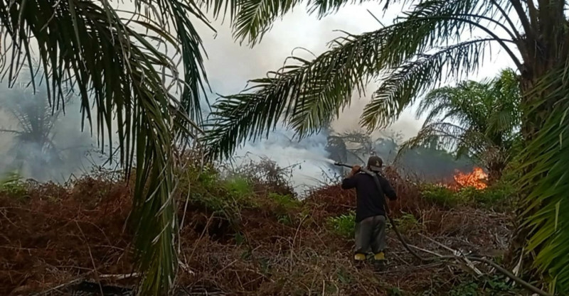 Kebun Sawit Warga Rupat Terbakar, BPBD Bengkalis 'Gercep' Lakukan Pemadaman