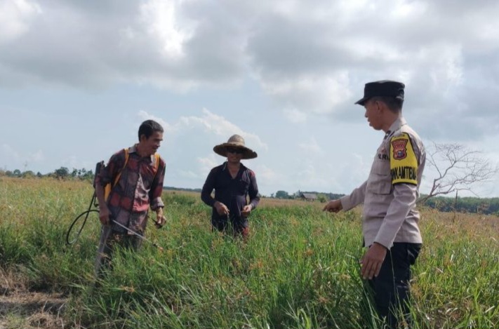 Polsek Bantan Beri Pendampingan Petani Padi di Desa Mentayan