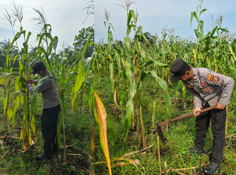 Polsek Bengkalis Optimis Hasil Panen Jagung Pipil di Bengkalis Akan Maksimal