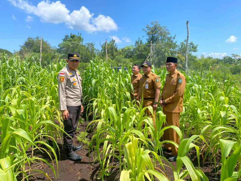 Dukung Ketahanan Pangan, Polsek Bengkalis Lakukan Pengecekan Pertumbuhan Jagung Pipil di Desa Ketam Putih