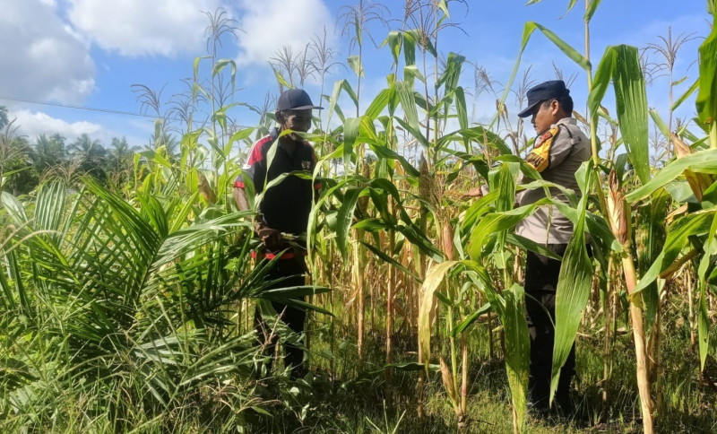 Dampingi Warga, Bhabinkamtibmas Desa Kembung Luar Lakukan Perawatan Ketahanan Pangan Jagung Pipil