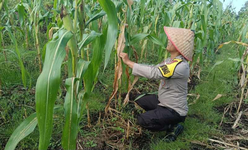Dukung Swasembada Pangan Presiden RI, Polsek Bengkalis Gencar Dorong Kelompok Tani Budidaya Jagung Pipil
